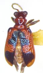 Neolema dorsalis