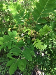 Sorbus aucuparia