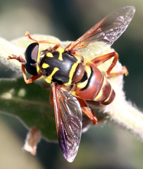 Meromacrus gloriosus