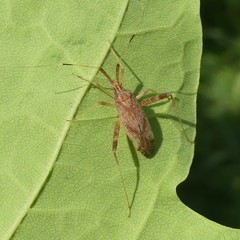 Phytocoris lasiomerus
