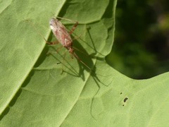 Phytocoris lasiomerus