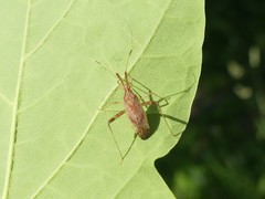 Phytocoris lasiomerus