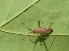 Phytocoris lasiomerus