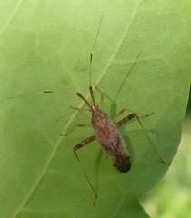 Phytocoris lasiomerus