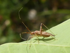 Phytocoris lasiomerus