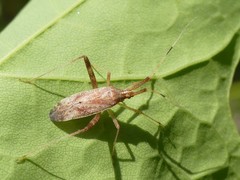 Phytocoris lasiomerus