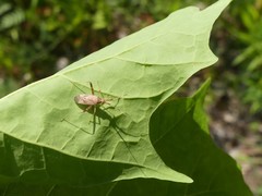 Phytocoris lasiomerus