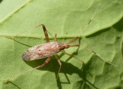 Phytocoris lasiomerus