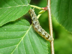 Orthosia rubescens