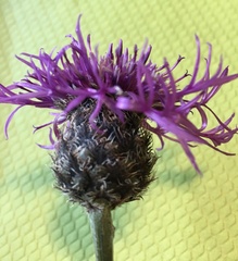 Centaurea scabiosa alpestris