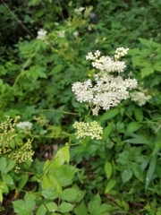 Filipendula