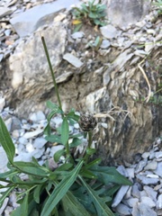 Centaurea scabiosa alpestris