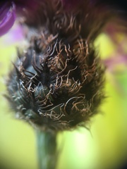 Centaurea scabiosa alpestris