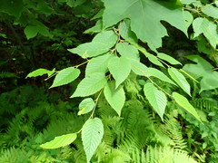 Orthosia rubescens