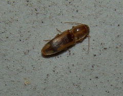 Conoderus vespertinus