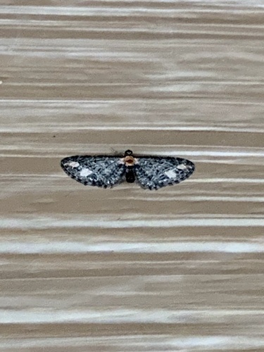 Eupithecia flavigutta photo 3