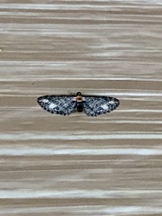 Eupithecia flavigutta