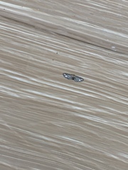 Eupithecia flavigutta