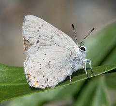 Satyrium californica