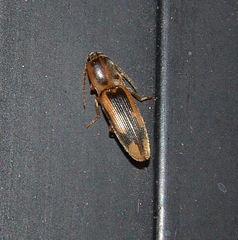 Conoderus vespertinus