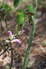 Canavalia septentrionalis