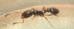 Cardiocondyla stambuloffii