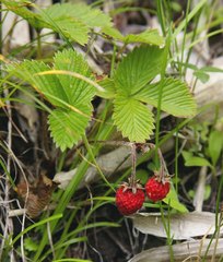 Fragaria nipponica