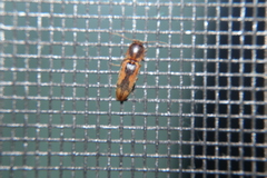 Conoderus vespertinus