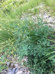 Thalictrum foetidum