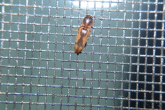 Conoderus vespertinus