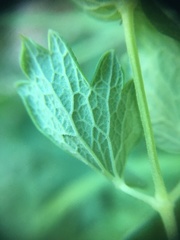 Thalictrum foetidum