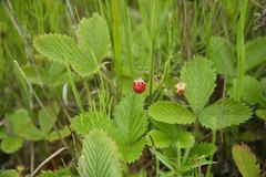 Fragaria nipponica