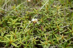 Rhododendron hypoleucum