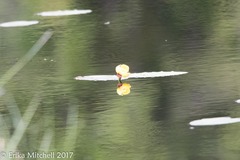 Nuphar variegata