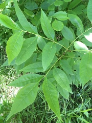 Fraxinus