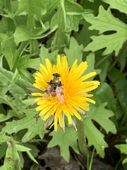 Sericomyia flagrans