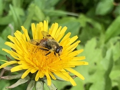 Sericomyia flagrans