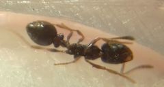 Cardiocondyla stambuloffii