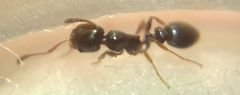Cardiocondyla stambuloffii