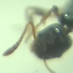 Cardiocondyla stambuloffii