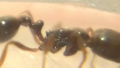 Cardiocondyla stambuloffii