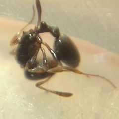 Cardiocondyla stambuloffii