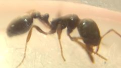 Cardiocondyla stambuloffii