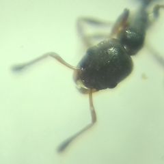 Cardiocondyla stambuloffii