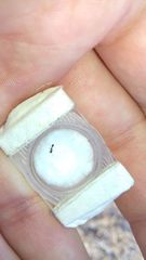 Cardiocondyla stambuloffii