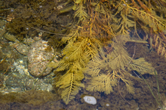 Stephanocystis