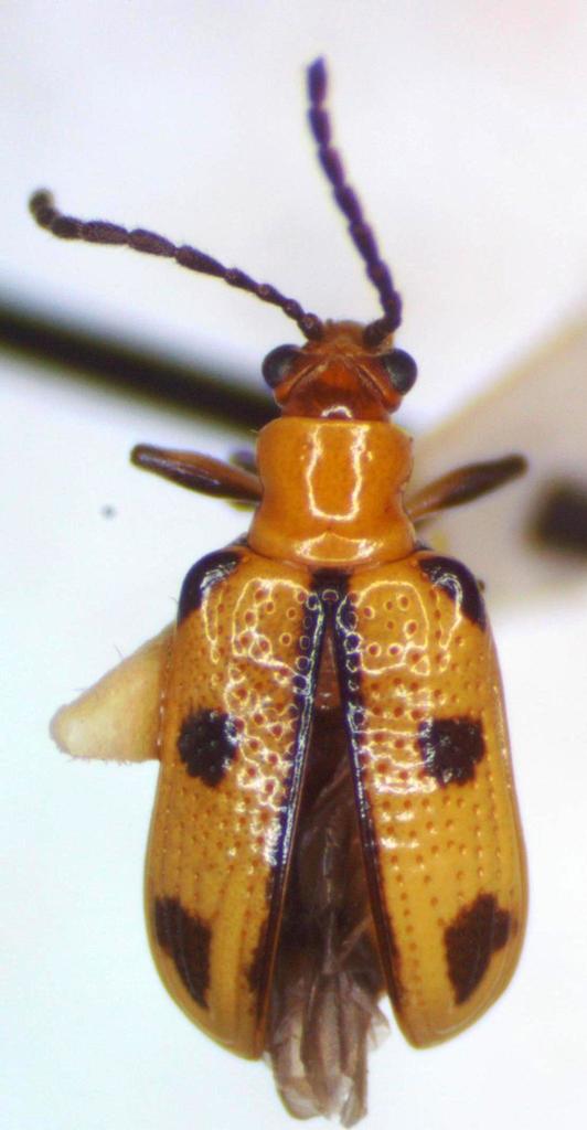 Neolema sexnotata