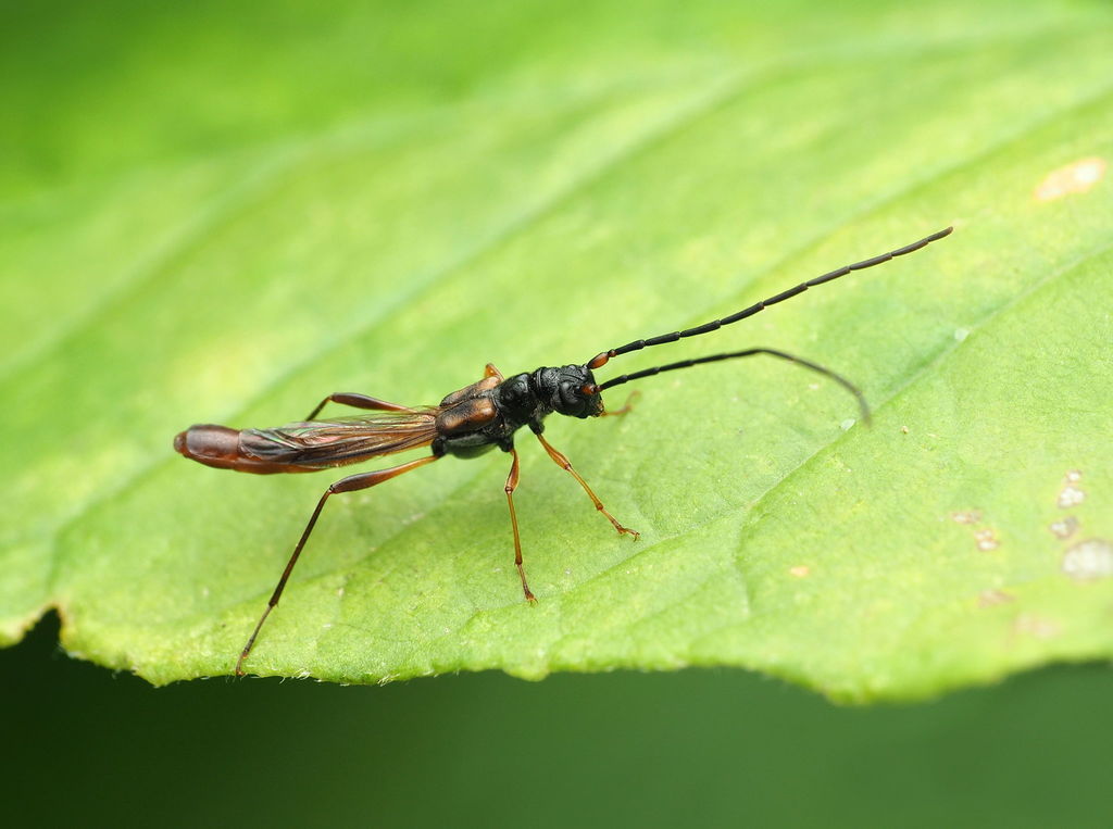 Necydalis mellita