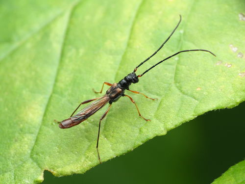 Slender Long-horned Beetle photo 3