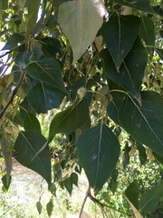 Populus trichocarpa